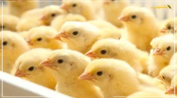 تراجع 44 دفعة واحدة.. أسعار الكتاكيت اليوم تهبط لمستويات مفاجئة وتُسجل 14 و17 جنيهاً بالأسواق توقعات بأسعار جديدة للدواجن 1